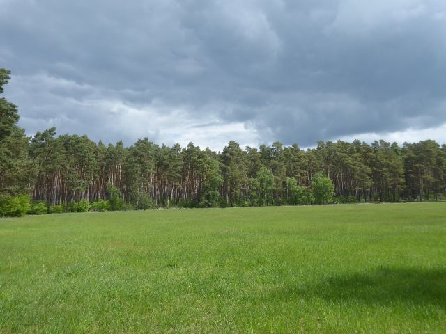 Blick auf Verkaufsgegenstand und davorliegende Lichtung - Über 2,2 ha Waldfläche in der Colbitz-Letzlinger Heide im Landkreis Börde ca. 20 km nördlich der Landeshauptstadt Magdeburg