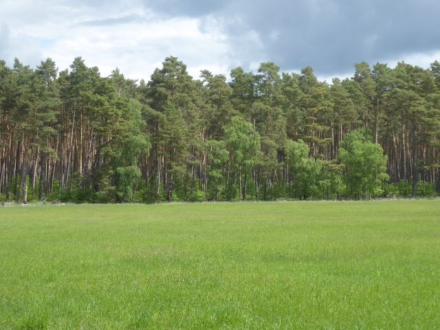 Blick auf Verkaufsgegenstand und davorliegende Lichtung - Über 2,2 ha Waldfläche in der Colbitz-Letzlinger Heide im Landkreis Börde ca. 20 km nördlich der Landeshauptstadt Magdeburg