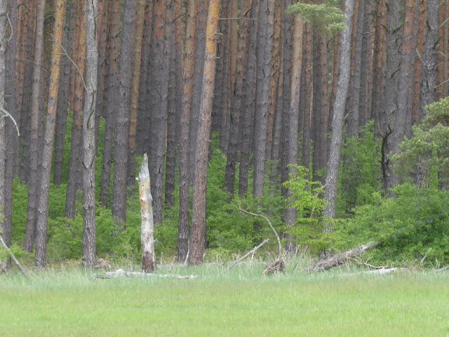 Blick auf Verkaufsgegenstand - Über 2,2 ha Waldfläche in der Colbitz-Letzlinger Heide im Landkreis Börde ca. 20 km nördlich der Landeshauptstadt Magdeburg