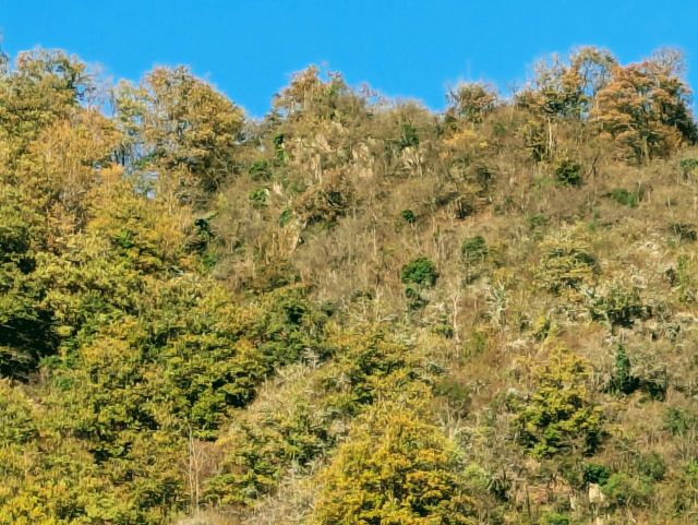 Blick auf Verkaufsobjekt und Umgebung - Bewaldete Fläche oberhalb der Moselschlinge und nahe dem Aussichtsturm Prinzenkopf