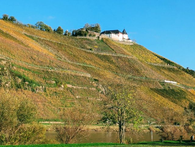 Blick auf die Umgebung - Bewaldete Fläche oberhalb der Moselschlinge und nahe dem Aussichtsturm Prinzenkopf