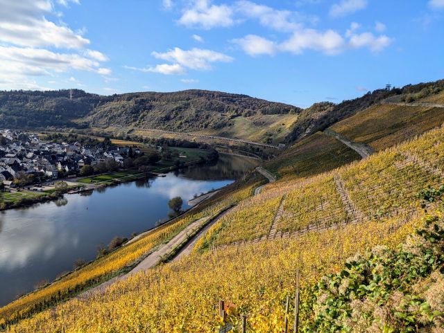 Blick Richtung Verkaufsfläche auf Pünderich und die Umgebung - Bewaldete Fläche oberhalb der Moselschlinge und nahe dem Aussichtsturm Prinzenkopf