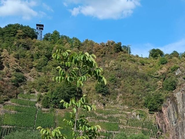Blick Richtung Verkaufsgegenstand und auf die Umgebung - Bewaldete Fläche oberhalb der Moselschlinge und nahe dem Aussichtsturm Prinzenkopf