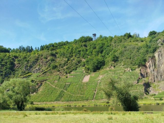 Blick Richtung Verkaufsgegenstand und auf die Umgebung - Bewaldete Fläche oberhalb der Moselschlinge und nahe dem Aussichtsturm Prinzenkopf