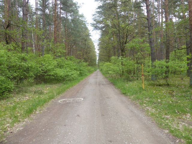 Blick auf Umgebung und den Forstweg Richtung Südwesten - Waldfläche in der Colbitz-Letzlinger Heide im Landkreis Börde ca. 20 km nördlich der Landeshauptstadt Magdeburg