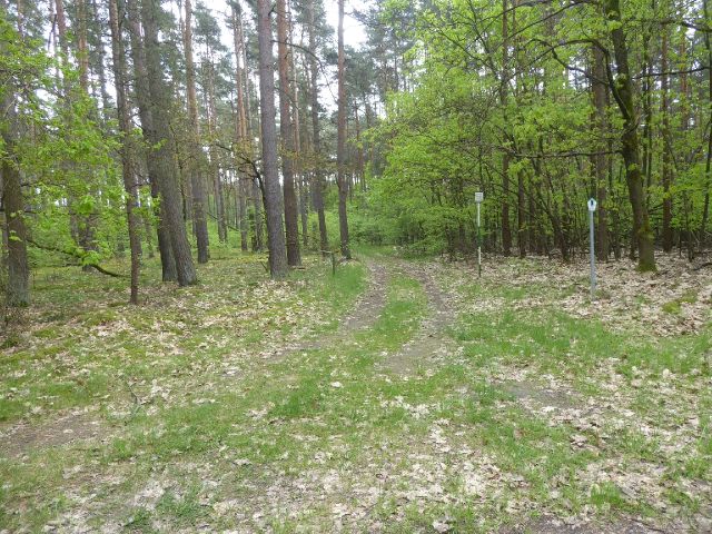 Blick auf vom Forstweg abzweigenden Waldweg Richtung Verkaufsfläche - Waldfläche in der Colbitz-Letzlinger Heide im Landkreis Börde ca. 20 km nördlich der Landeshauptstadt Magdeburg