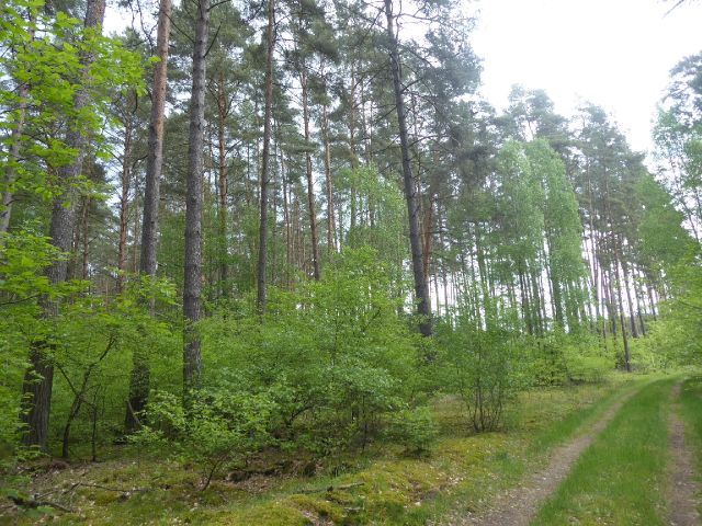 Blick auf Umgebung und Waldweg Richtung Verkaufsgegenstand - Waldfläche in der Colbitz-Letzlinger Heide im Landkreis Börde ca. 20 km nördlich der Landeshauptstadt Magdeburg