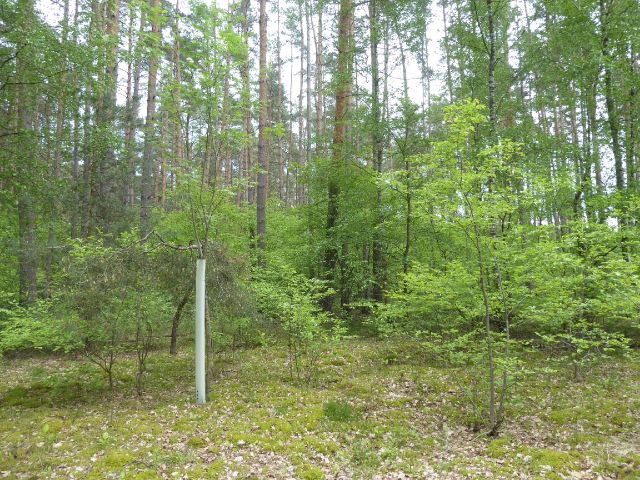Blick auf Verkaufsgegenstand - Waldfläche in der Colbitz-Letzlinger Heide im Landkreis Börde ca. 20 km nördlich der Landeshauptstadt Magdeburg