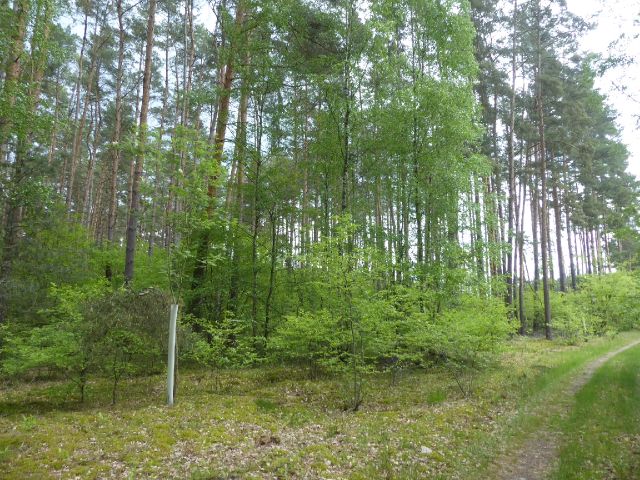 Blick auf Verkaufsgegenstand und Umgebung - Waldfläche in der Colbitz-Letzlinger Heide im Landkreis Börde ca. 20 km nördlich der Landeshauptstadt Magdeburg