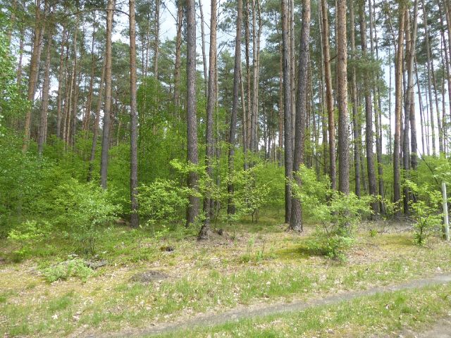Blick auf Verkaufsgegenstand - Waldfläche in der Colbitz-Letzlinger Heide im Landkreis Börde ca. 20 km nördlich der Landeshauptstadt Magdeburg