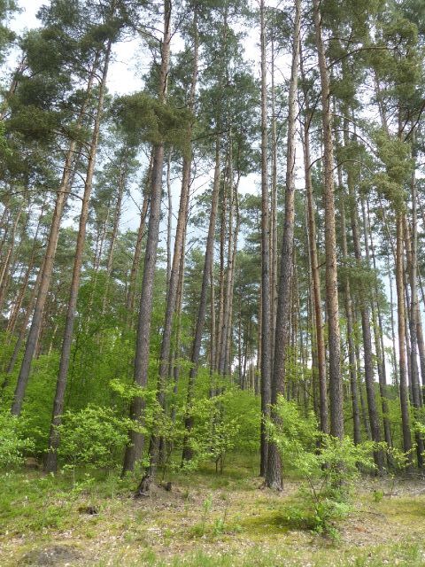 Blick auf Verkaufsgegenstand - Waldfläche in der Colbitz-Letzlinger Heide im Landkreis Börde ca. 20 km nördlich der Landeshauptstadt Magdeburg