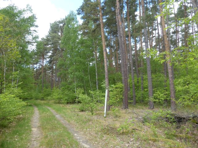 Blick auf Verkaufsgegenstand und Umgebung - Waldfläche in der Colbitz-Letzlinger Heide im Landkreis Börde ca. 20 km nördlich der Landeshauptstadt Magdeburg