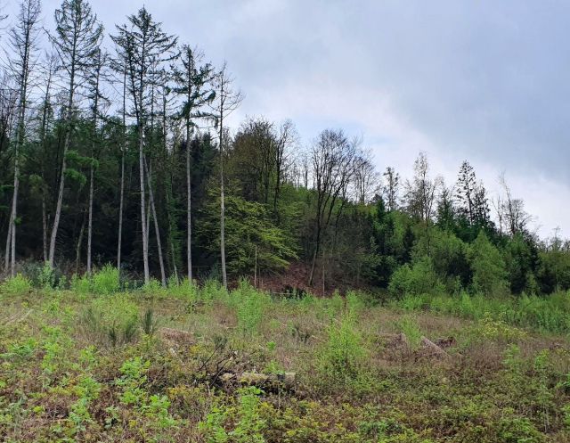 Blick auf den Verkaufsgegenstand mit Umgebung - Vertragsfreies Grundstück nahe Wohnhäusern **ehem. Bestandteil einer geschlossenen Waldfläche**