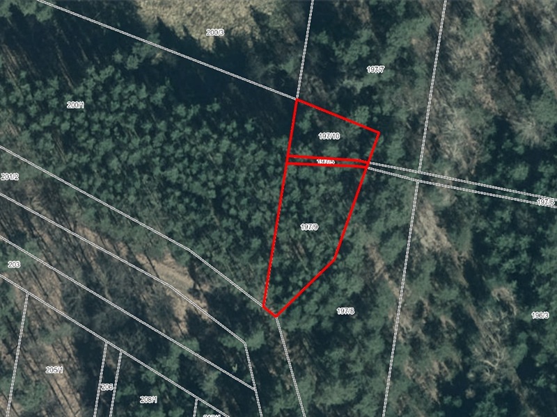Waldfläche in Geierswalde im Lausitzer Seenland