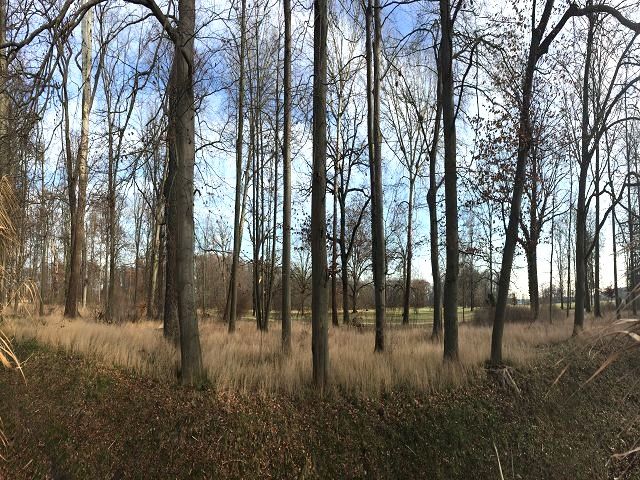 Blick auf östlich liegenden Schlosspark - Aufnahme aus 2020 -  Verpachtete Kleingartenfläche in Neuhardenberg zwischen Wohnbebauung und Schlosspark