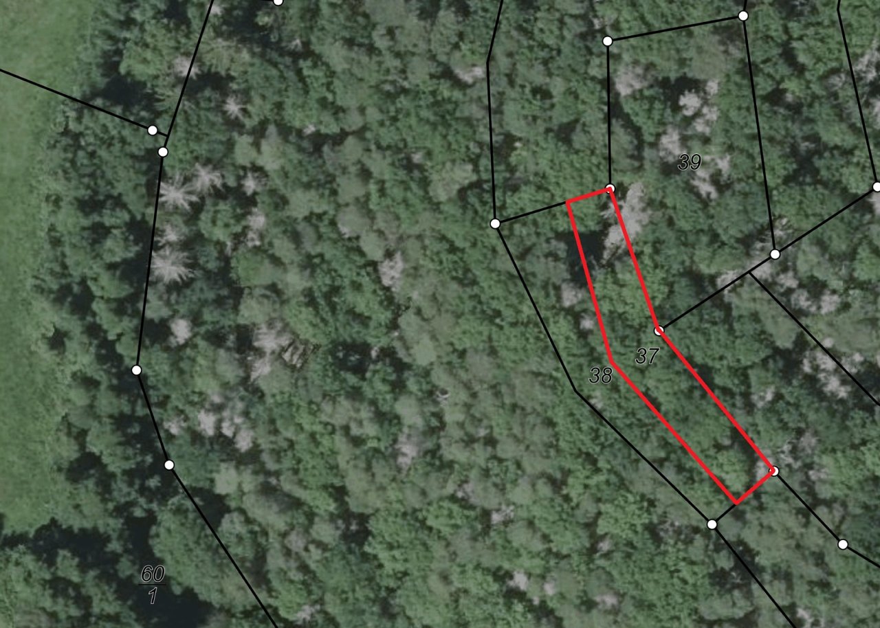Waldfläche in hängiger Lage im Landkreis Kusel in Rheinland-Pfalz