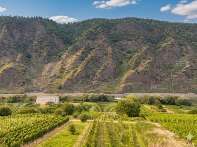 Blick auf die Lage mit Klosterruine und Calmont im Hintergrund - Weinberg mit der Rebsorte ´Spätburgunder´ im Bereich ´Kloster Stuben´ *direkt vom Weinbauern*