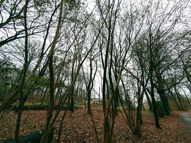Verkaufsfläche - Innerstädtische Waldflächen südlich des Bahnhofes ´Klinikum Bremen-Nord/ Beckedorf´ **unweit der Bremer Stadtgrenze**