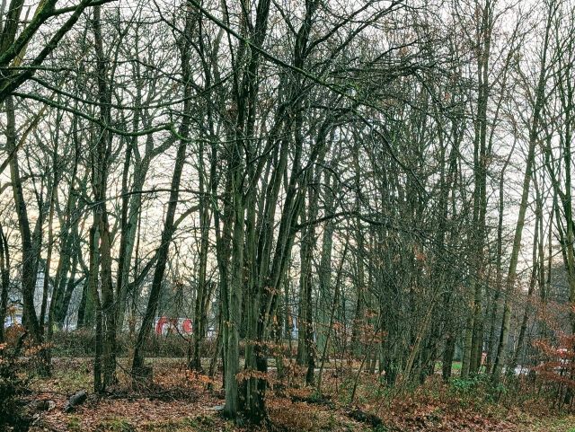 Verkaufsfläche - Innerstädtische Waldflächen südlich des Bahnhofes ´Klinikum Bremen-Nord/ Beckedorf´ **unweit der Bremer Stadtgrenze**