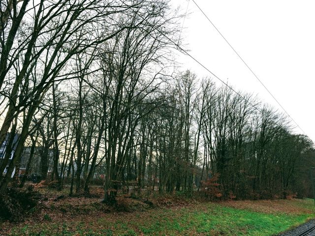 Blick vom Bahnhof auf das Flurstück 43/5 - Innerstädtische Waldflächen südlich des Bahnhofes ´Klinikum Bremen-Nord/ Beckedorf´ **unweit der Bremer Stadtgrenze**