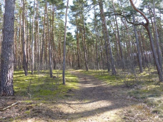 Blick auf die Verkaufsfläche - Über 1 Hektar vertragsfreie Waldfläche in Nauen ++ im Berliner Speckgürtel ++