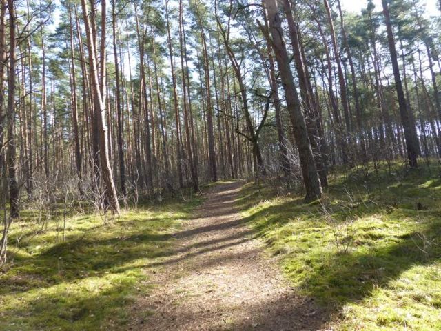 Verkaufsfläche - Über 1 Hektar vertragsfreie Waldfläche in Nauen ++ im Berliner Speckgürtel ++