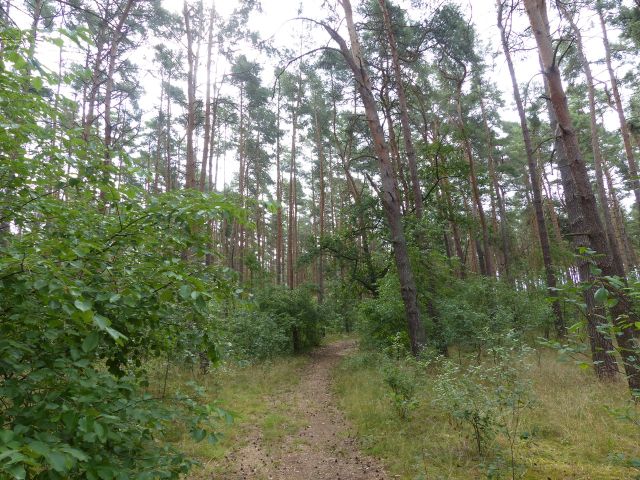 Verkaufsfläche und Umgebung - Über 1 Hektar vertragsfreie Waldfläche in Nauen ++ im Berliner Speckgürtel ++