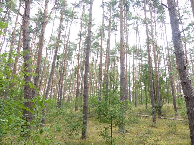 Verkaufsfläche - Über 1 Hektar vertragsfreie Waldfläche in Nauen ++ im Berliner Speckgürtel ++