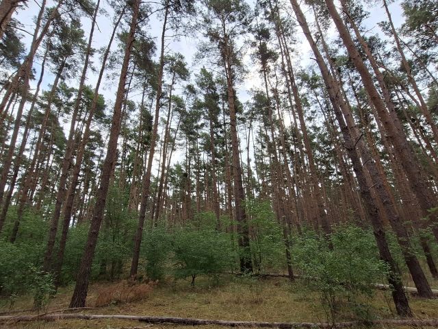Blick auf die Verkaufsfläche - Über 1 Hektar vertragsfreie Waldfläche in Nauen ++ im Berliner Speckgürtel ++
