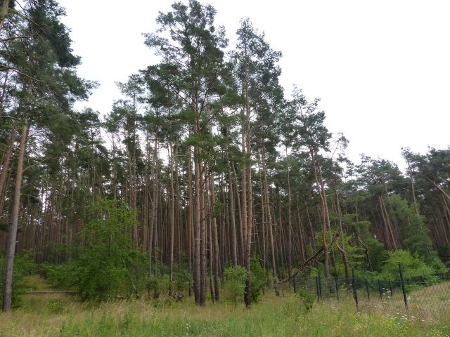Verkaufsfläche und Umgebung - Über 1 Hektar vertragsfreie Waldfläche in Nauen ++ im Berliner Speckgürtel ++