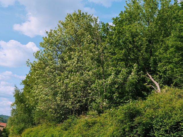 Blick auf die Verkaufsfläche - Vertragsfreie Waldfläche direkt an der Berufsbildenden Schule Südliche Weinstraße ++etwa 27 km von Kaiserslautern entfernt++