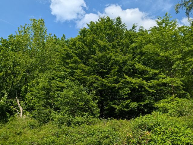 Verkaufsfläche - Vertragsfreie Waldfläche direkt an der Berufsbildenden Schule Südliche Weinstraße ++etwa 27 km von Kaiserslautern entfernt++