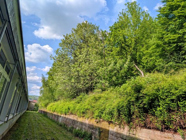 Verkaufsfläche rechts und Umgebung   - Vertragsfreie Waldfläche direkt an der Berufsbildenden Schule Südliche Weinstraße ++etwa 27 km von Kaiserslautern entfernt++