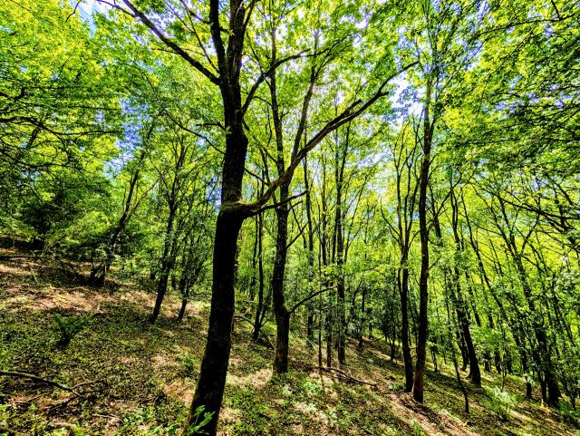 Blick auf die Verkaufsfläche - Vertragsfreie Waldfläche mit Blick auf die Burg Trifels ++ etwa 27 km von Kaiserslautern entfernt++