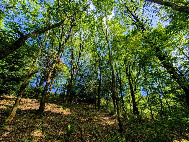 Blick auf die Verkaufsfläche - Vertragsfreie Waldfläche mit Blick auf die Burg Trifels ++ etwa 27 km von Kaiserslautern entfernt++