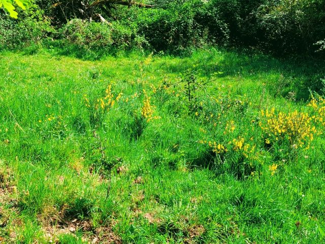 Blick auf die Verkaufsfläche - Grün-/ Landwirtschaftsfläche **teilweise vertragslose Nutzung als Weidefläche**