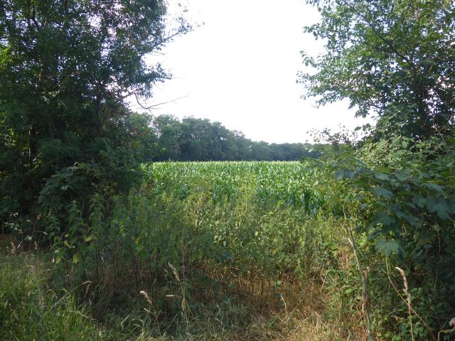 Verkaufsfläche und Umgebung - Verpachtete Landwirtschaftsfläche mit einer Grundstücksgröße von 4.885 m², lt. Grundbuchangabe ++vor den Toren Magdeburgs++