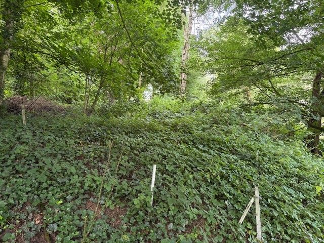 Verkaufsfläche - Grundstück aus dem Bereich der ehemaligen Westwallbunkeranlage ++ an der ´Sauer´ und nahe dem Campingplatz  ´DeuLux´++