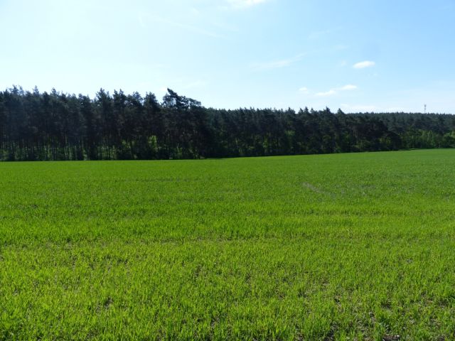 Blick auf die Verkaufsfläche und Umgebung - Vertragslos genutzte Landwirtschaftsfläche nahe der B 101 **etwa 25 km von Berlin entfernt**