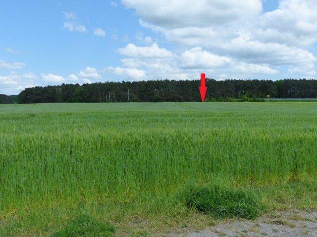 Blick auf die Verkaufsfläche und die Umgebung - Vertragsfreie, kleine Waldfläche an der B 101 **etwa 30 km von Berlin entfernt**