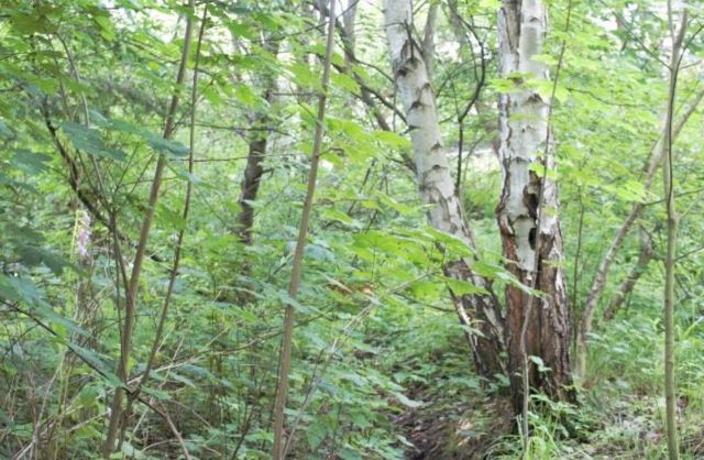 Verkaufsfläche - Vertragsfreies Grundstück im Südosten des Landes Brandenburg