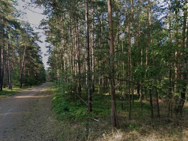 Blick auf das Waldgebiet und die Weißiger Straße - Zwei Waldwegeflächen in der Oberlausitz