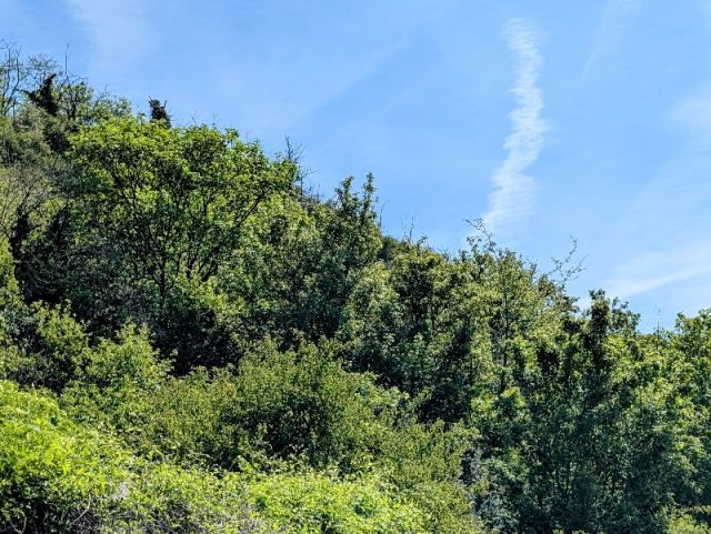 Blick auf den Verkaufsgegenstand - Freifläche mit Baumbestand neben Wohnhäusern und angrenzend an den Schützenplatz ca. 10 km von der Koblenzer Altstadt entfernt