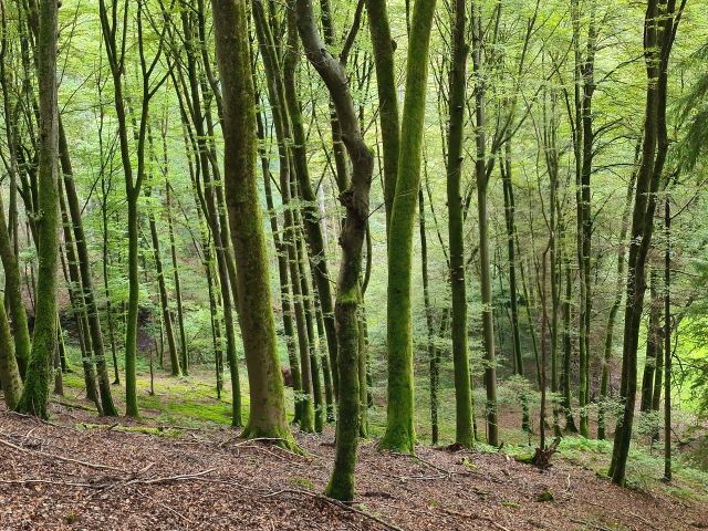Beispielfoto (Aufnahme 2021) - Vertragsfreie Waldflächen mit einem Teil des Eppenbrunner Baches **etwa 5 km von der Französischen Landesgrenze entfernt**
