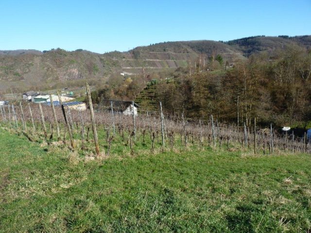 Blick auf die Verkaufsfläche und Umgebung - Zertifizierter Bio-Weinberg mit der PIWI-Rebsorte ´Johanniter´ **direkt vom Weinbauern**