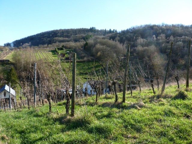 Verkaufsfläche und Umgebung - Zertifizierter Bio-Weinberg mit der PIWI-Rebsorte ´Johanniter´ **direkt vom Weinbauern**