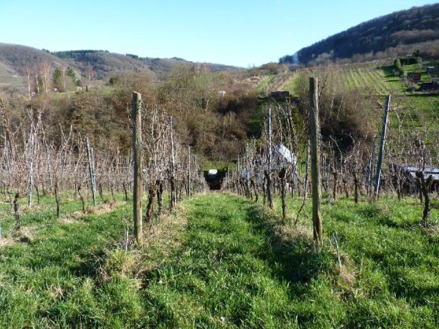 Blick auf die Verkaufsfläche und die Umgebung - Zertifizierter Bio-Weinberg mit der PIWI-Rebsorte ´Johanniter´ **direkt vom Weinbauern**