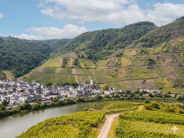 Umgebung - Zertifizierter Bio-Weinberg mit der PIWI-Rebsorte ´Johanniter´ **direkt vom Weinbauern**