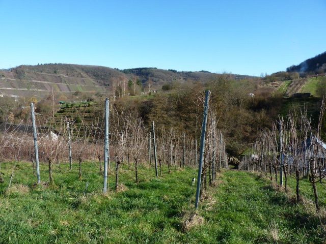 Blick auf die Verkaufsfläche und die Umgebung - Zertifizierter Bio-Weinberg mit der moseltypischen Rebsorte ´Riesling´ **direkt vom Weinbauern**