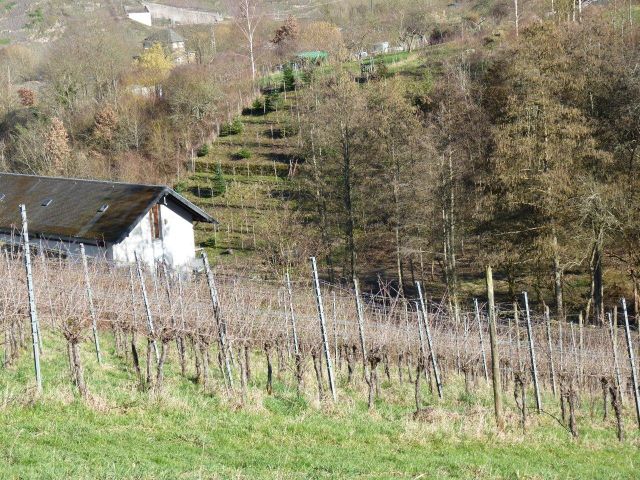 Blick auf die Verkaufsfläche und die Umgebung - Zertifizierter Bio-Weinberg mit der moseltypischen Rebsorte ´Riesling´ **direkt vom Weinbauern**